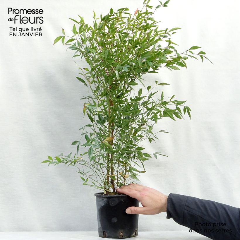 Example of Nandina domestica - Bambou sacré Pot van 2 l/3 l as you get in hiver