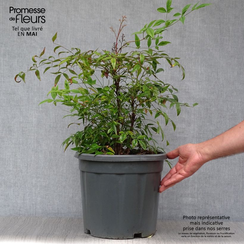 Exemplaar van Nandina domestica - Hemelse bamboe Pot van 7,5 l/10 l zoals geleverd in de lente