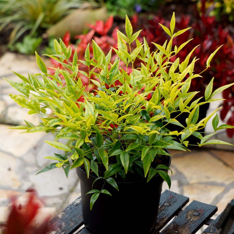 Nandina domestica Brightlight - Hemelse bamboe (Groeiplaats)