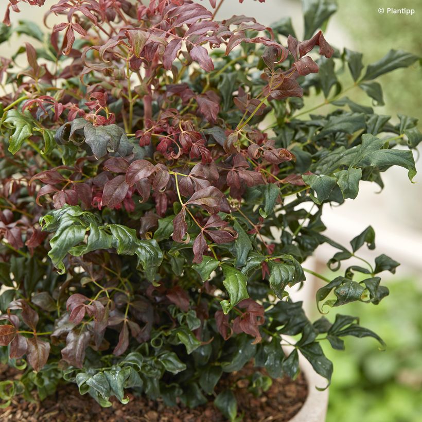 Nandina domestica Curly Obsessed - Hemelse bamboe (Blad)