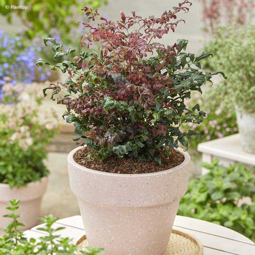 Nandina domestica Curly Obsessed - Hemelse bamboe (Groeiplaats)