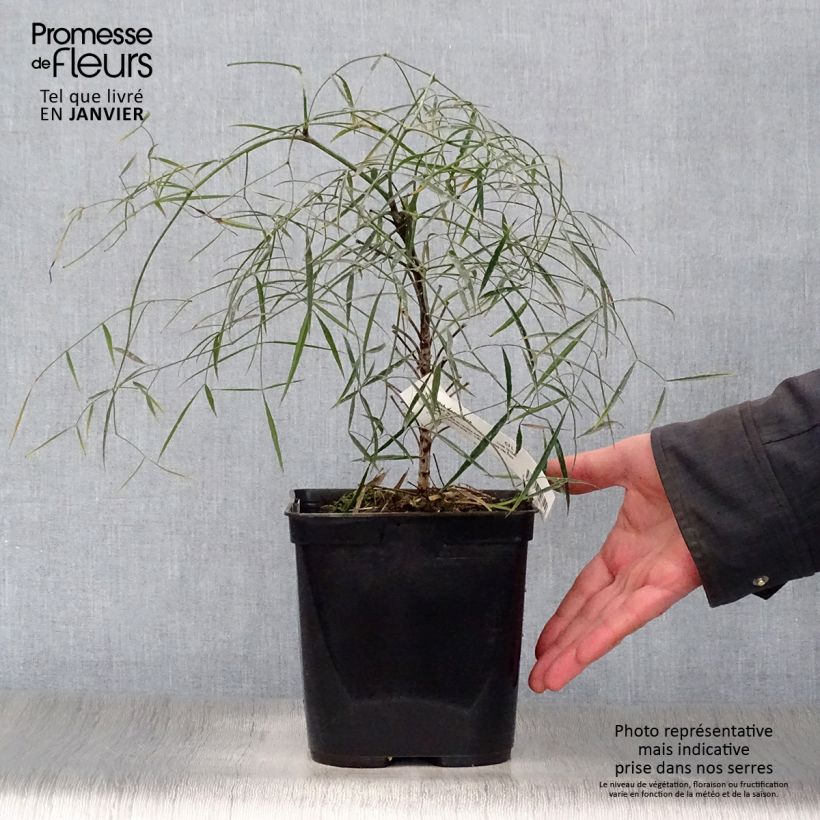 Example of Nandina domestica Filamentosa - Hemelse bamboe Pot van 2 l/3 l as you get in hiver