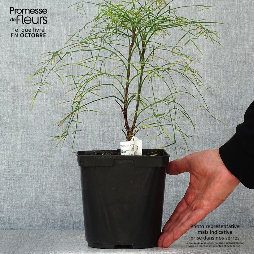 Exemplaar van Nandina domestica Filamentosa - Hemelse bamboe Pot van 2 l/3 l zoals geleverd in de herfst