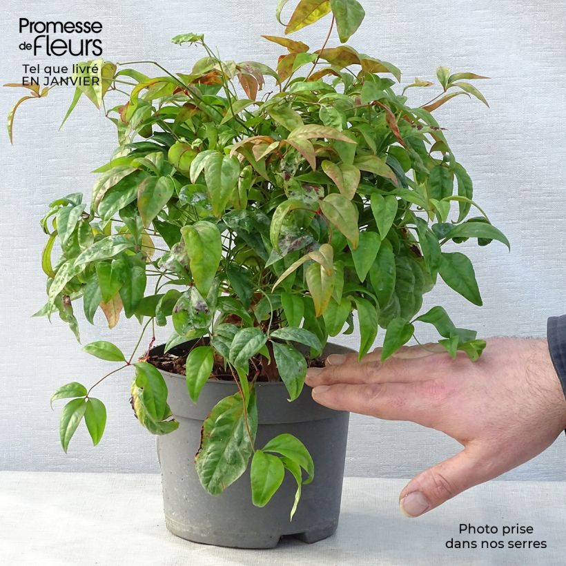 Example of Nandina domestica Fire Power - Bambou sacré  Pot van 2 l/3 l as you get in hiver