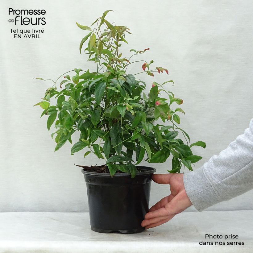 Exemplaar van Nandina domestica Fire Power - Hemelse bamboe Pot van 2 l/3 l zoals geleverd in de lente