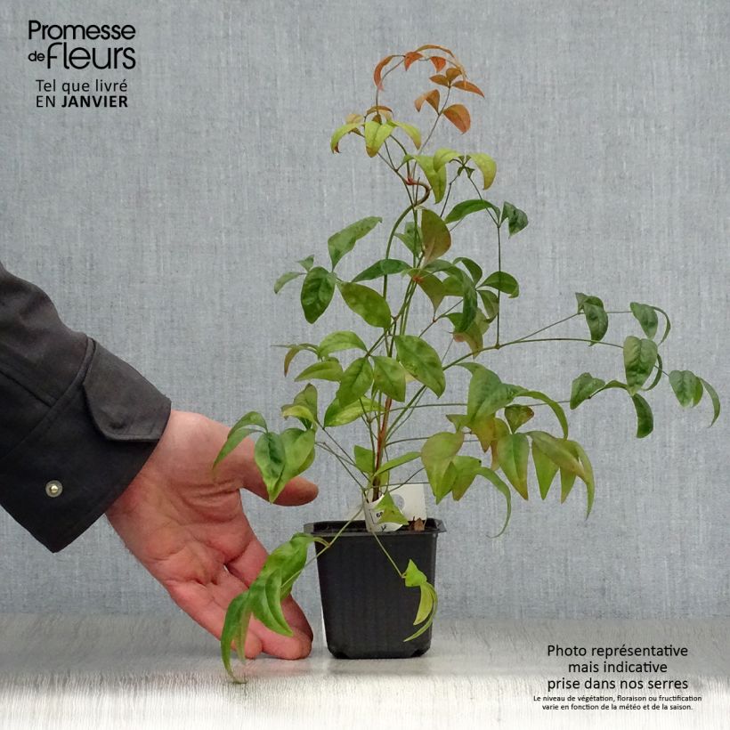 Example of Nandina domestica Fire Power - Bambou sacré  Kweekpotje van 8/9 cm as you get in hiver