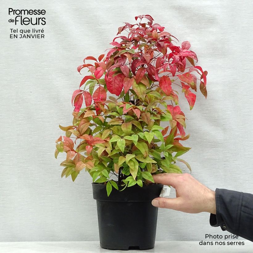 Example of Nandina domestica Fire Power - Bambou sacré  Pot van 4 l/5 l as you get in hiver