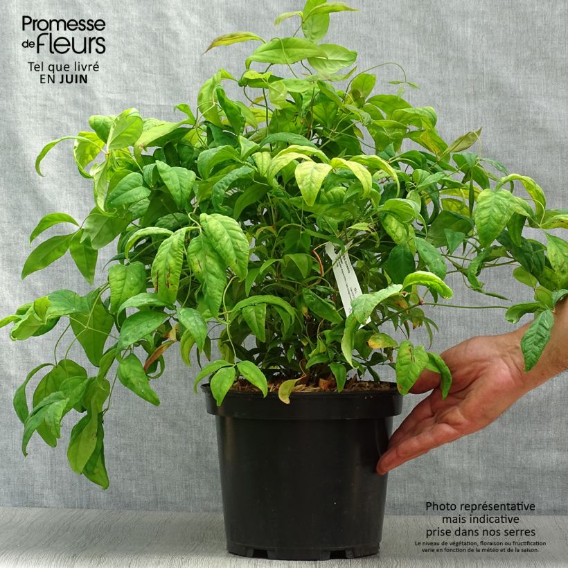 Exemplaar van Nandina domestica Fire Power - Hemelse bamboe Pot van 4 l/5 l zoals geleverd in de zomer