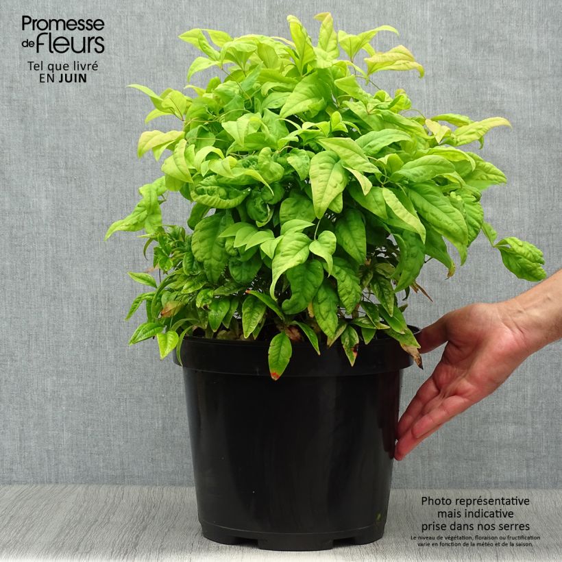 Exemplaar van Nandina domestica Fire Power - Hemelse bamboe Pot van 7,5 l/10 l zoals geleverd in de zomer