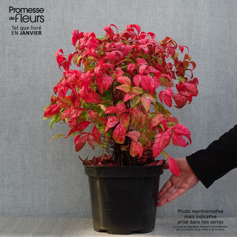 Example of Nandina domestica Fire Power - Bambou sacré  Pot van 7,5 l/10 l as you get in hiver
