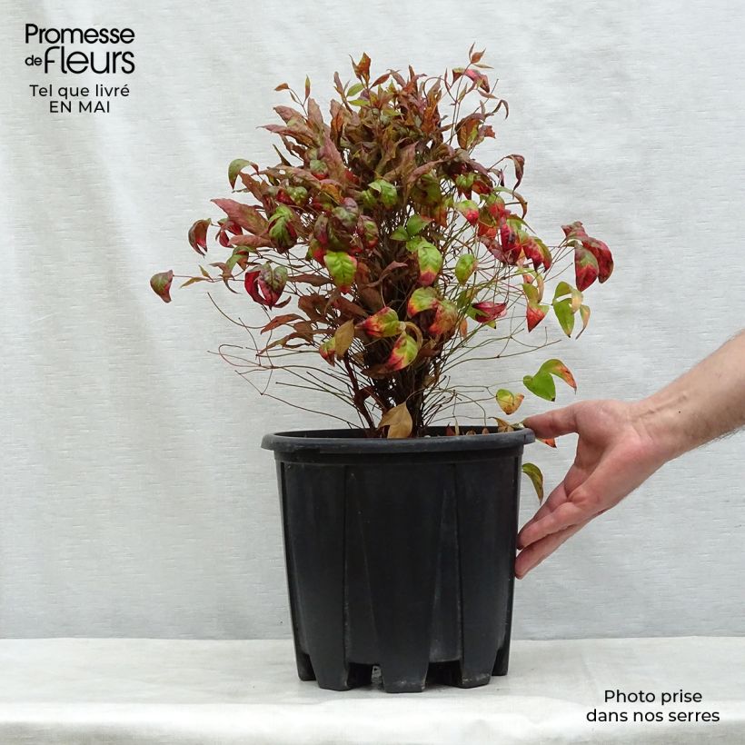 Exemplaar van Nandina domestica Fire Power - Hemelse bamboe Pot van 7,5 l/10 l zoals geleverd in de lente