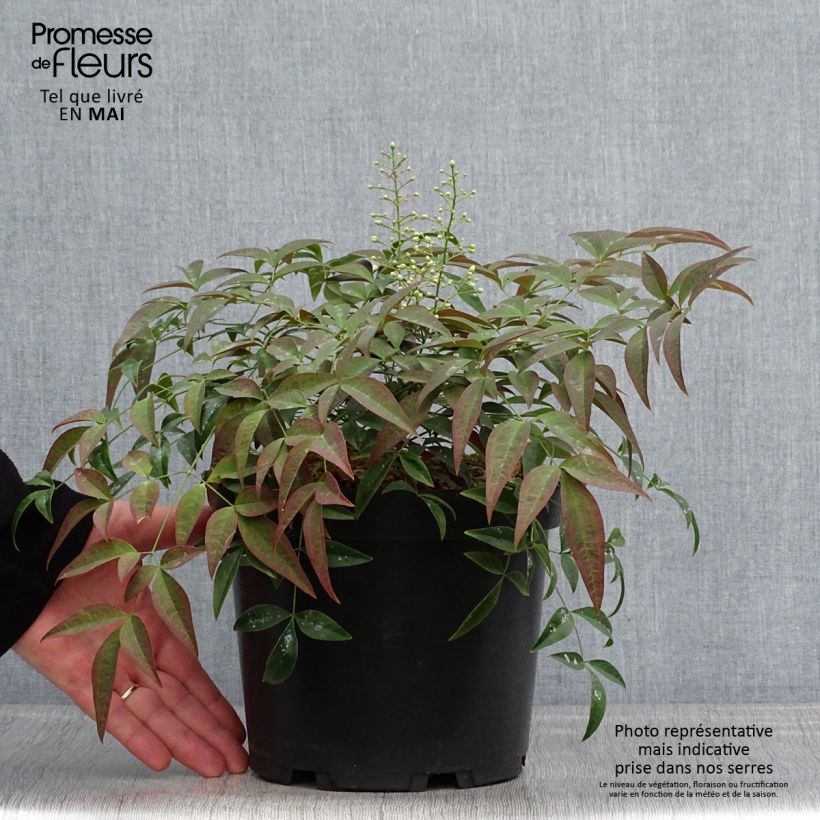 Exemplaar van Nandina domestica Flirt - Hemelse bamboe Pot van 3 l/4 l zoals geleverd in de lente