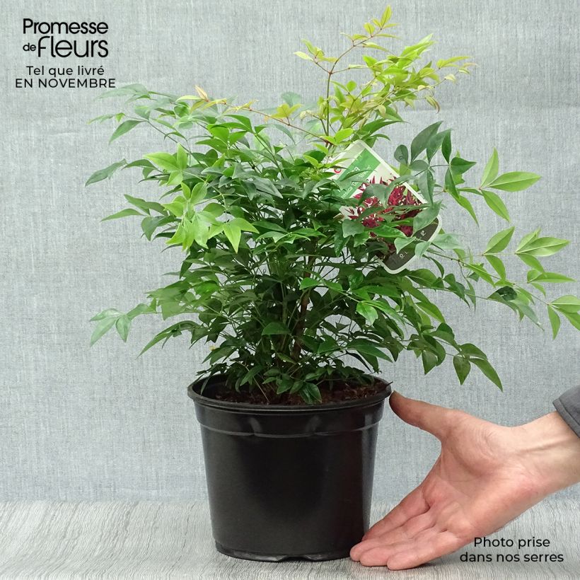 Exemplaar van Nandina domestica Gulf Stream - Hemelse bamboe Pot van 2 l/3 l zoals geleverd in de herfst