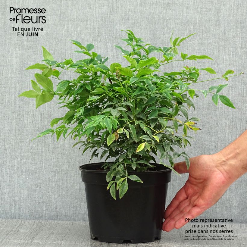 Exemplaar van Nandina domestica Gulf Stream - Hemelse bamboe Pot van 2 l/3 l zoals geleverd in de zomer