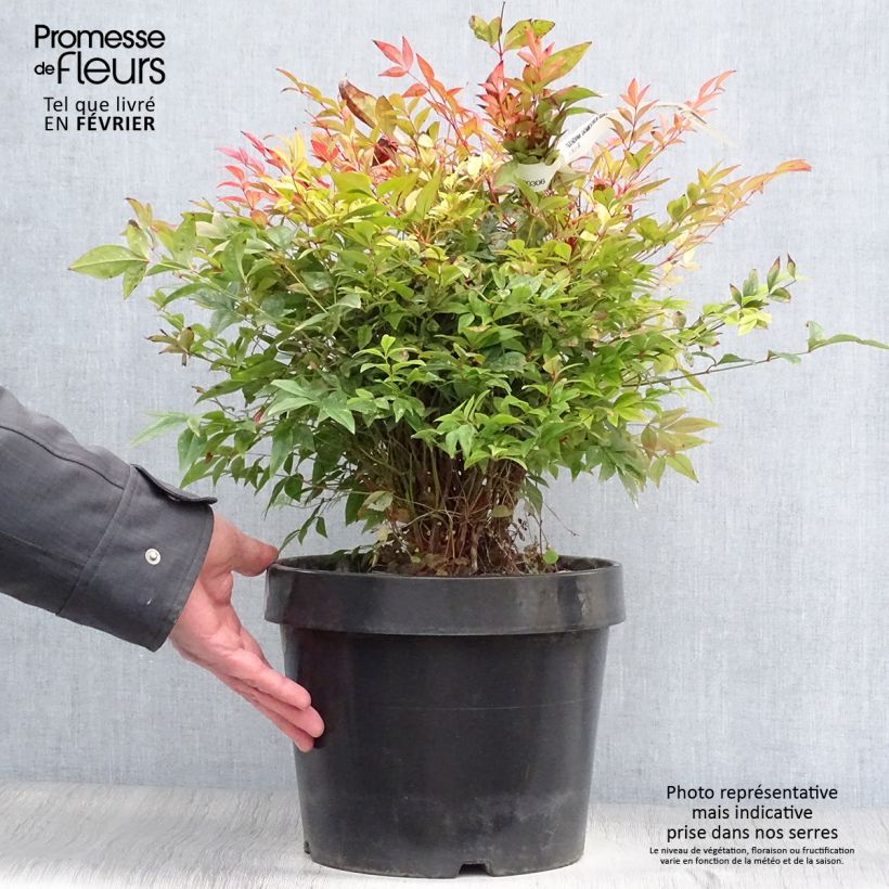 Example of Nandina domestica Gulf Stream - Bambou sacré orange cuivre Pot van 7,5 l/10 l as you get in hiver