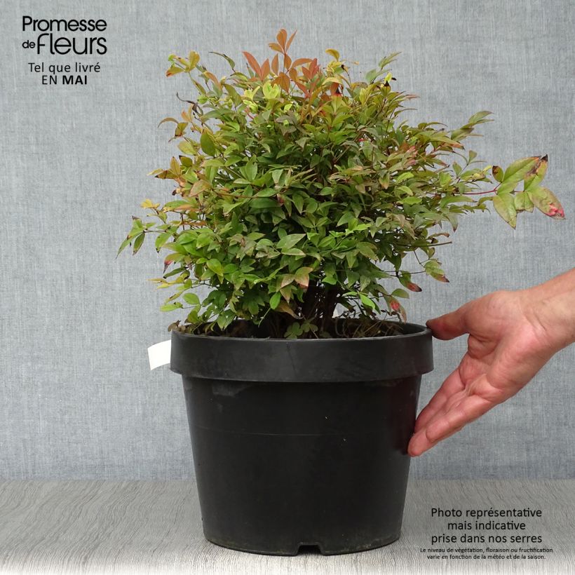 Exemplaar van Nandina domestica Gulf Stream - Hemelse bamboe Pot van 7,5 l/10 l zoals geleverd in de lente