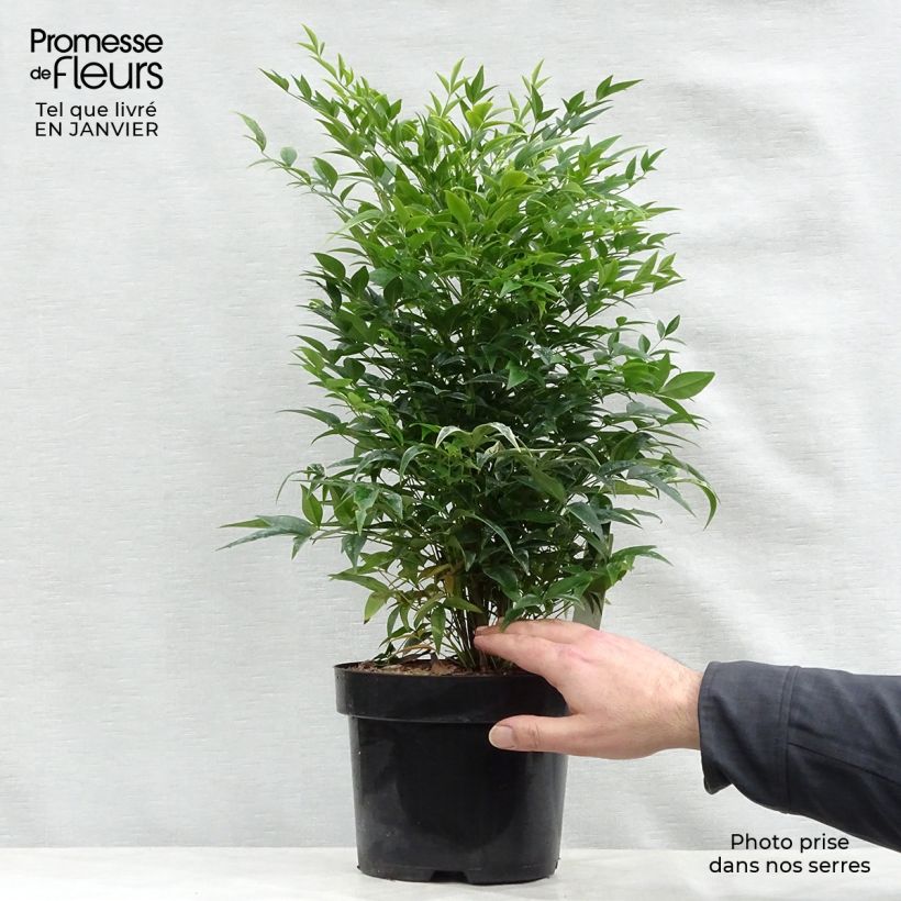 Example of Nandina domestica Lemon Lime - Bambou sacré Pot van 2 l/3 l as you get in hiver