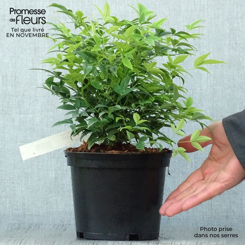 Exemplaar van Nandina domestica Lemon Lime - Hemelse bamboe Pot van 2 l/3 l zoals geleverd in de herfst