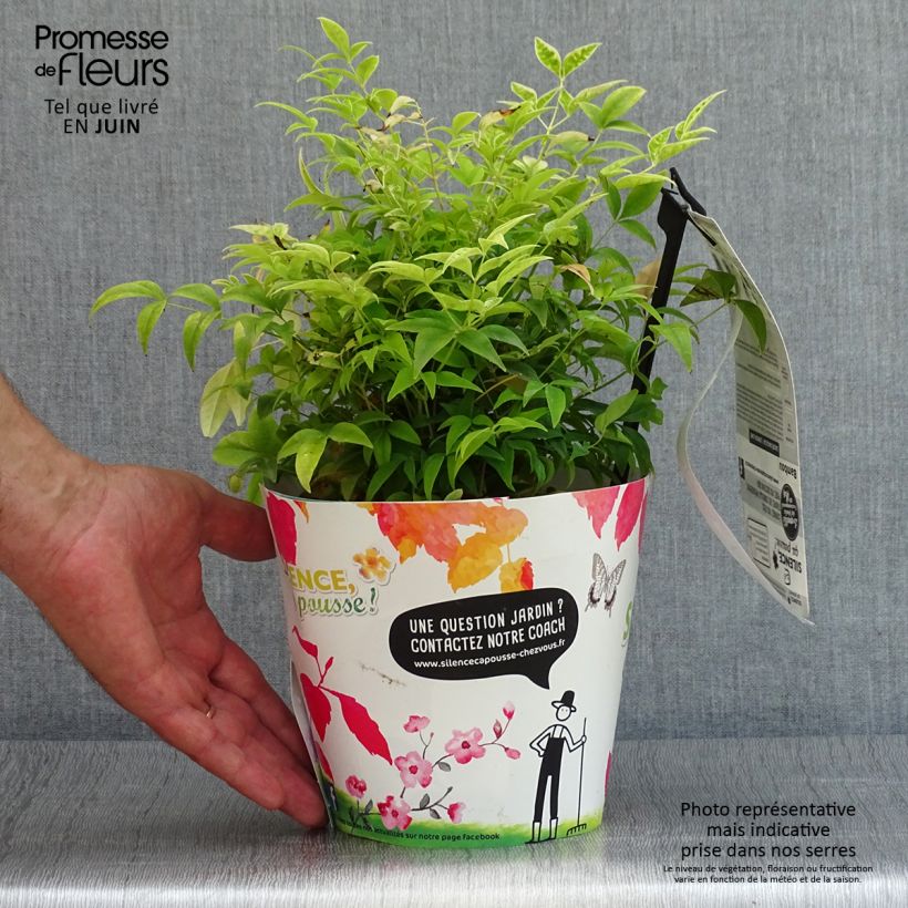Exemplaar van Nandina domestica Lemon Lime - Hemelse bamboe Pot van 2 l/3 l zoals geleverd in de zomer