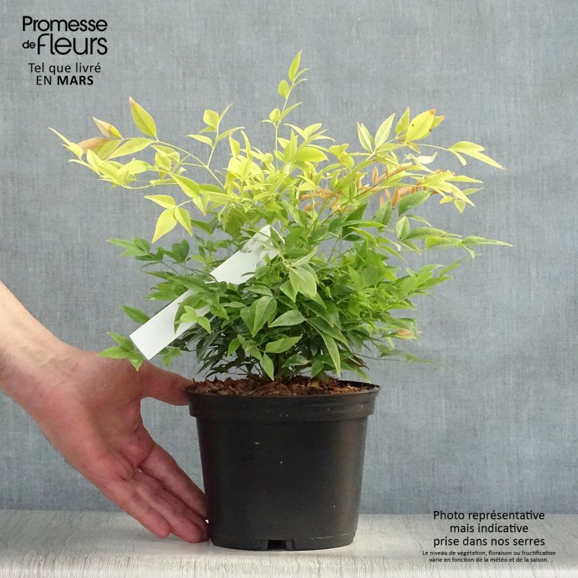 Exemplaar van Nandina domestica Lemon Lime - Hemelse bamboe Pot van 2 l/3 l zoals geleverd in de lente