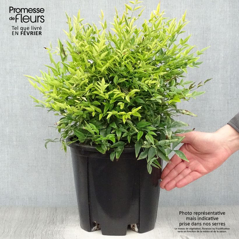 Example of Nandina domestica Lemon Lime - Bambou sacré Pot van 7,5 l/10 l as you get in hiver