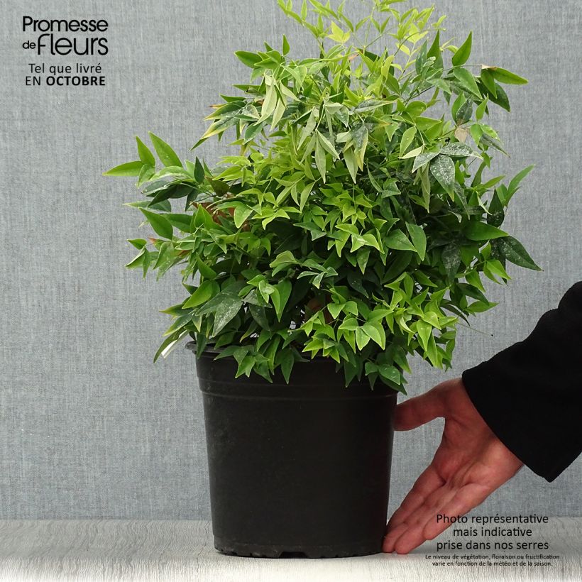 Exemplaar van Nandina domestica Lemon Lime - Hemelse bamboe Pot van 4 l/5 l zoals geleverd in de herfst