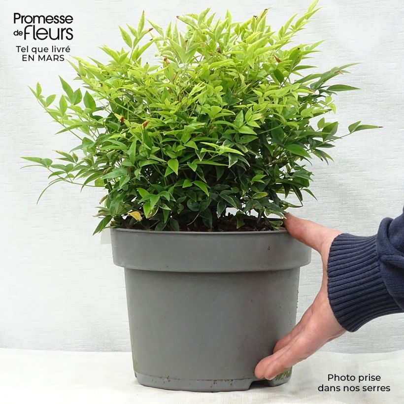Exemplaar van Nandina domestica Lemon Lime - Hemelse bamboe Pot van 4 l/5 l zoals geleverd in de lente