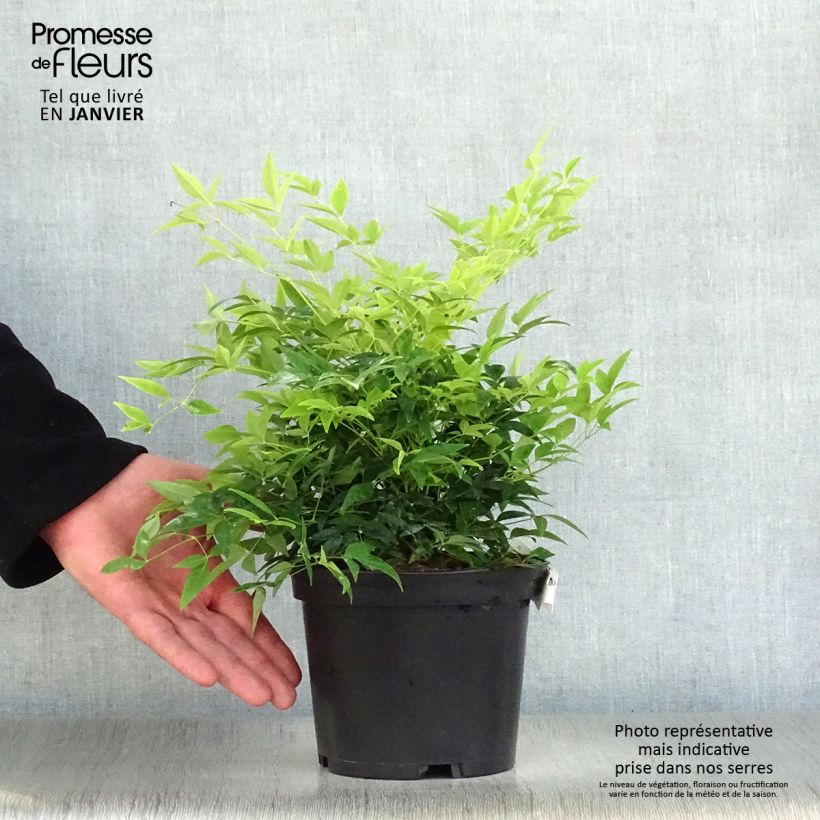 Example of Nandina domestica Lemon Lime - Bambou sacré Pot van 4 l/5 l as you get in hiver