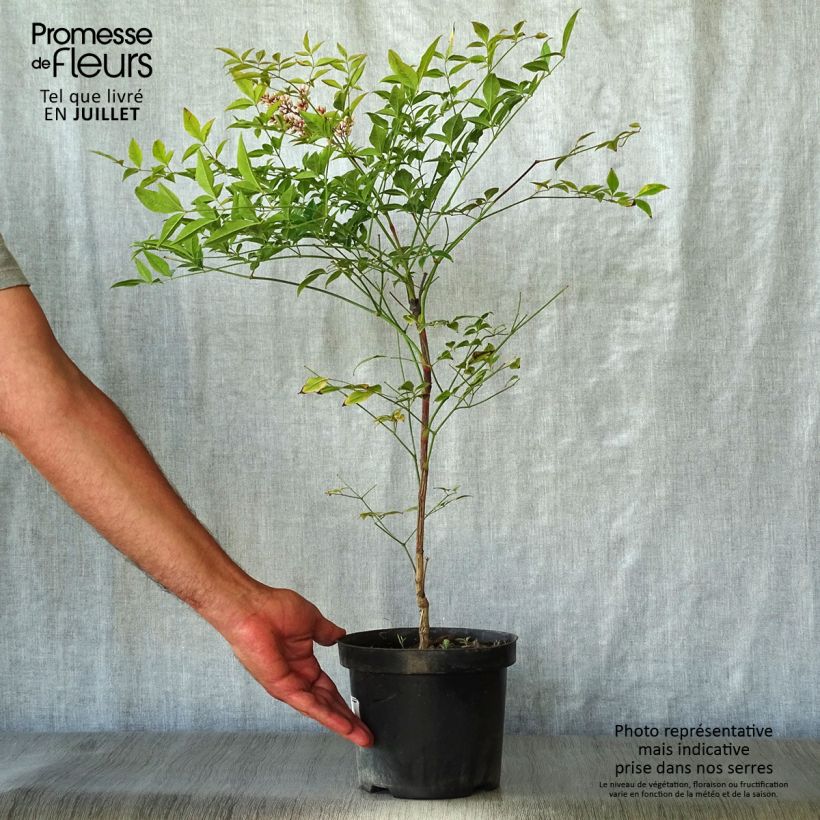 Exemplaar van Nandina domestica Richmond - Hemelse bamboe Pot van 2 l/3 l zoals geleverd in de zomer