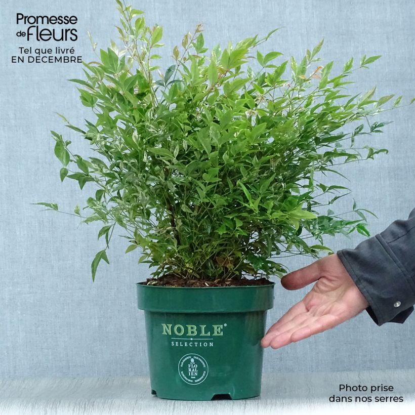Example of Nandina domestica Twilight - Hemelse bamboe Pot van 2 l/3 l as you get in hiver