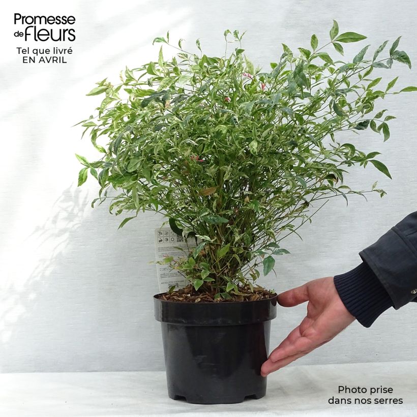 Exemplaar van Nandina domestica Twilight - Hemelse bamboe Pot van 2 l/3 l zoals geleverd in de lente