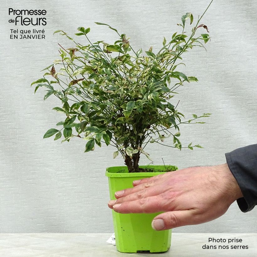 Example of Nandina domestica Twilight - Hemelse bamboe Kweekpotje van 8/9 cm as you get in hiver