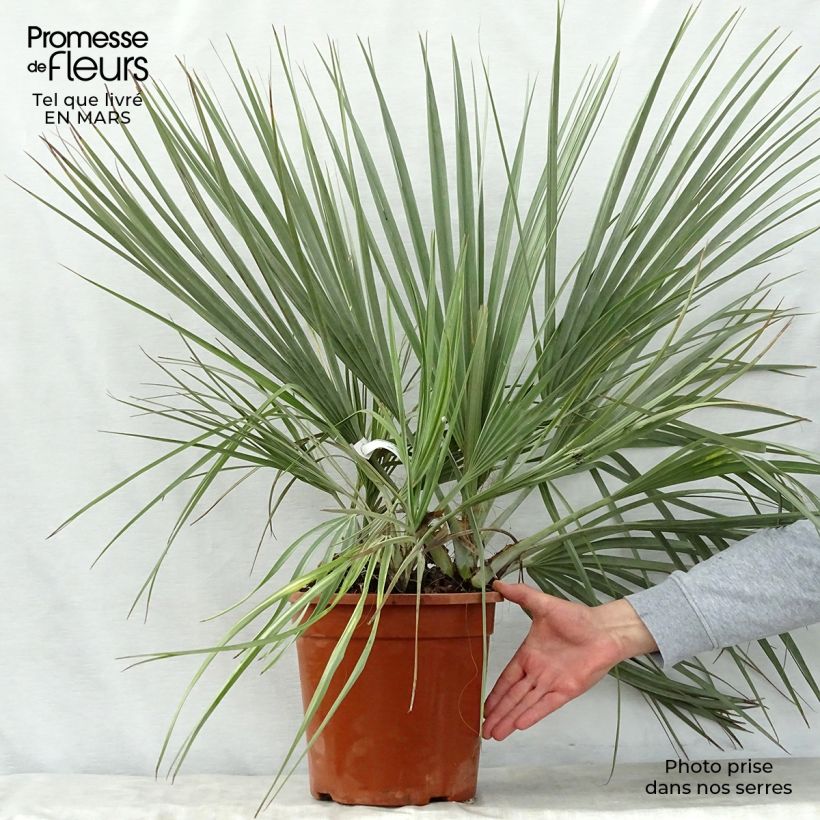 Example of Nannorrhops ritchiana Silver - Palmier Mazari Pot van 7,5 l/10 l as you get in printemps