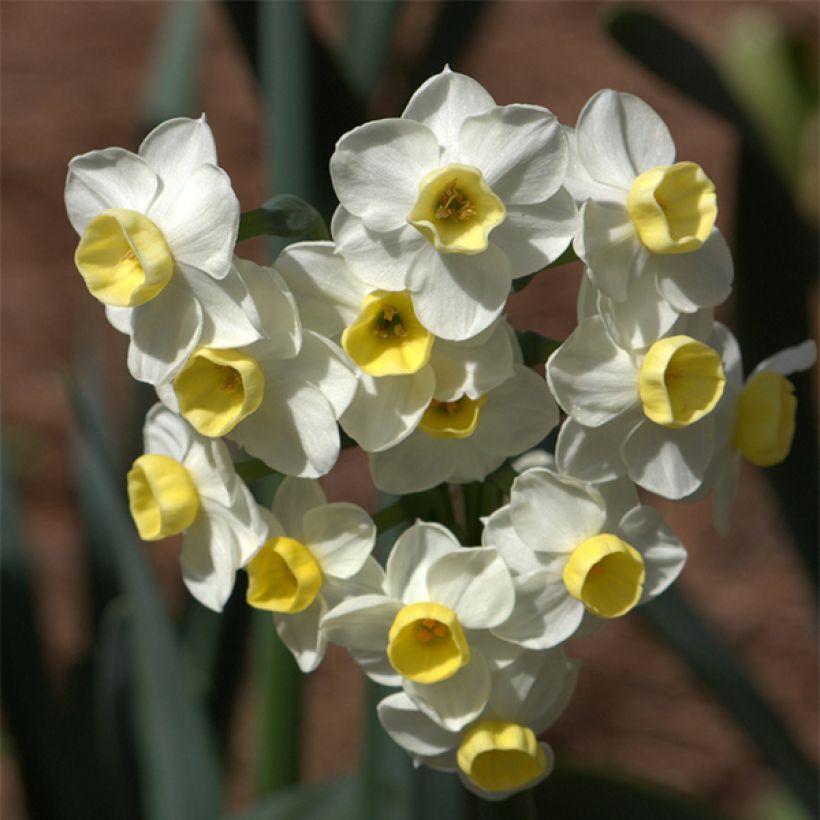 Narcissus Avalanche - Tazetta-narcis (Bloei)