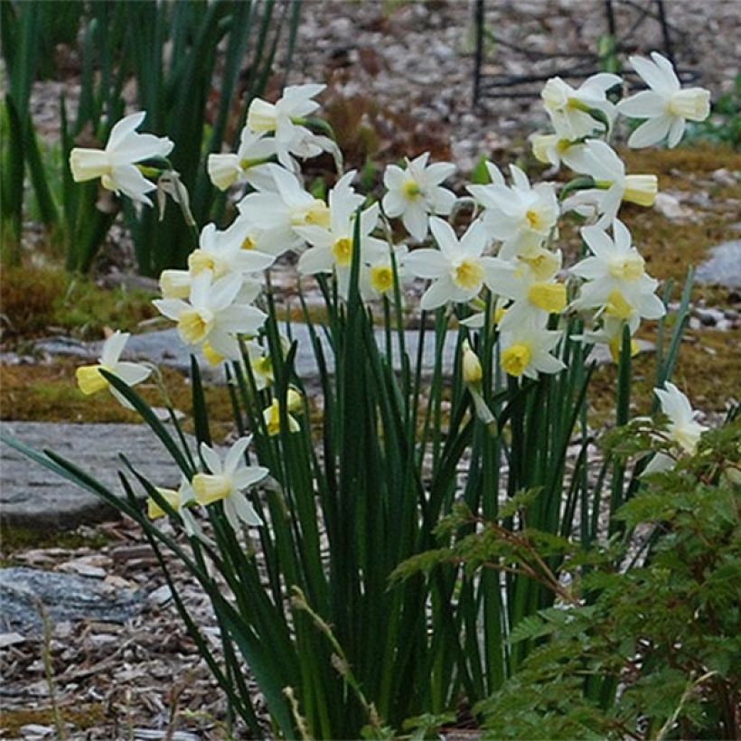 Narcissus Bella Estrella - sSpleetkronige narcis (Bloei)