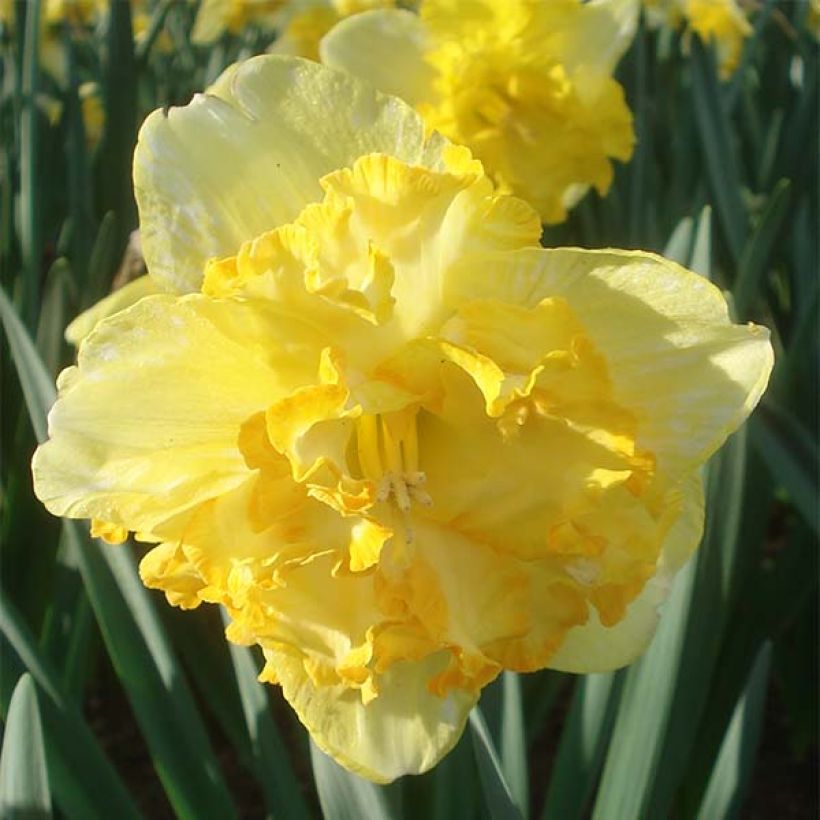 Narcissus Blazing Starlet - Spleetkronige narcis (Bloei)
