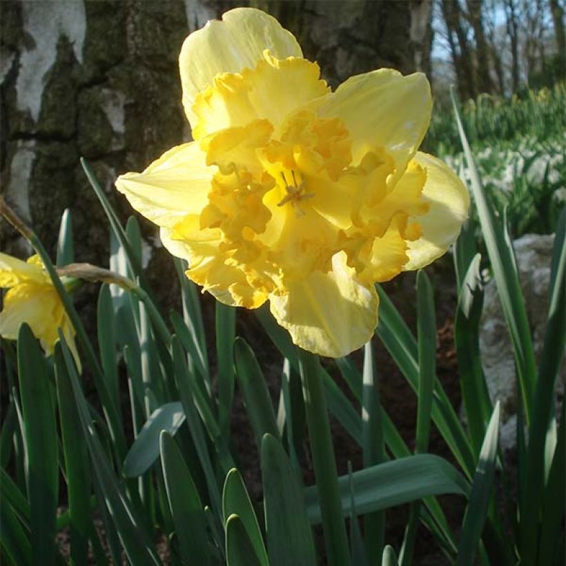 Narcissus Blazing Starlet - Spleetkronige narcis (Groeiplaats)