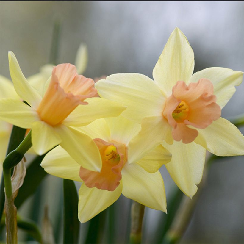 Narcissus jonquilla Blushing Lady - Jonquilla narcis (Bloei)