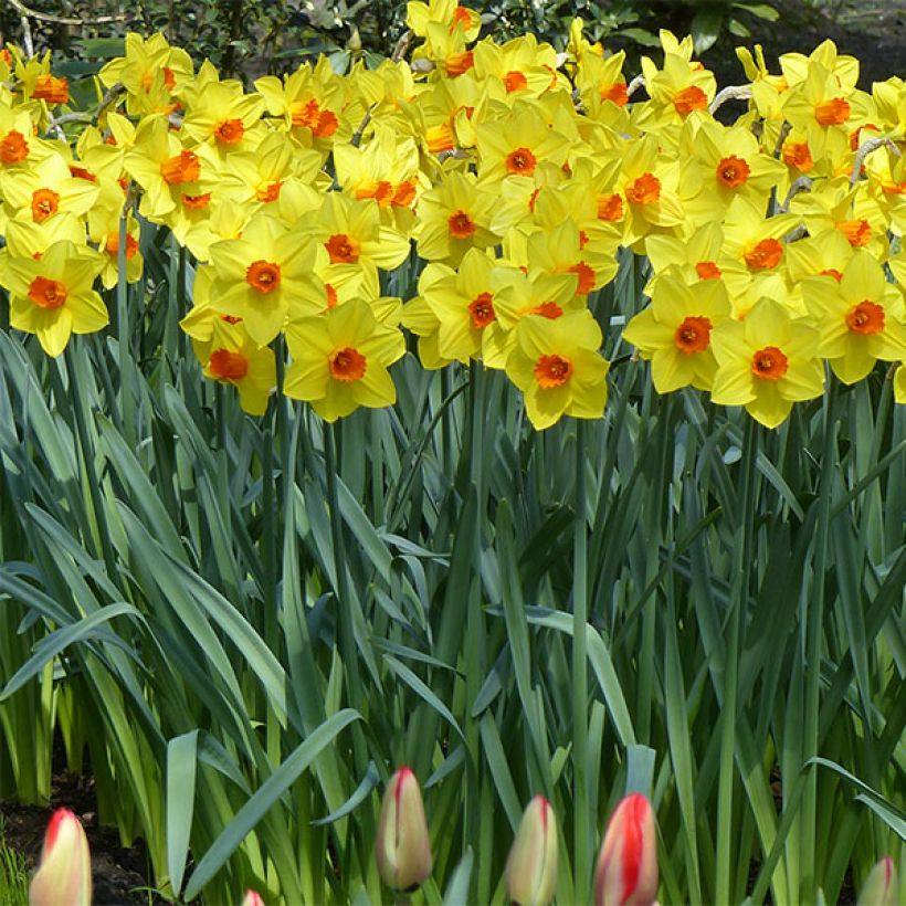 Narcissus Brackenhurst - Grootkronige narcis (Groeiplaats)