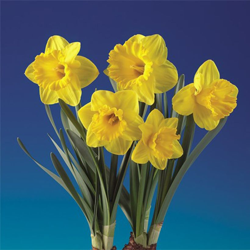 Narcissus tazetta Double Gold Medal - Dubbele Tazetta-narcis (Bloei)