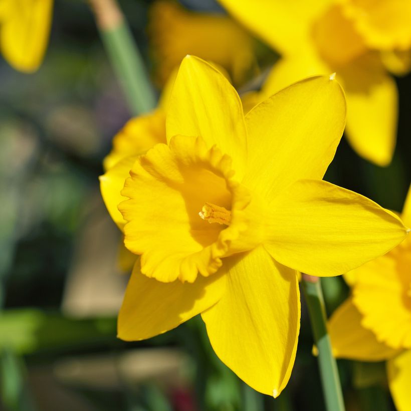 Narcissus Dutch Master - Grootkronige narcis (Bloei)