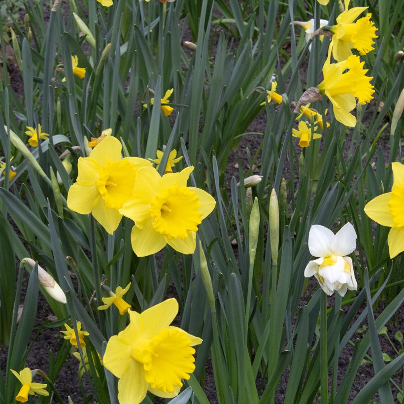 Narcissus Dutch Master - Grootkronige narcis (Groeiplaats)