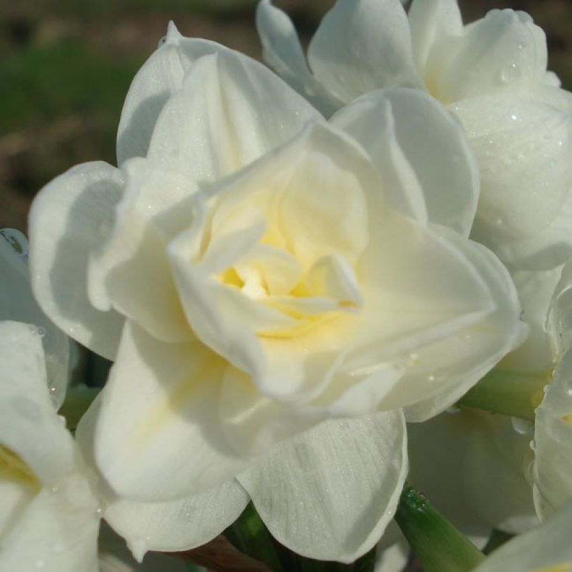 Narcissus tazetta Erlicheer - Tazetta-narcis (Flowering)