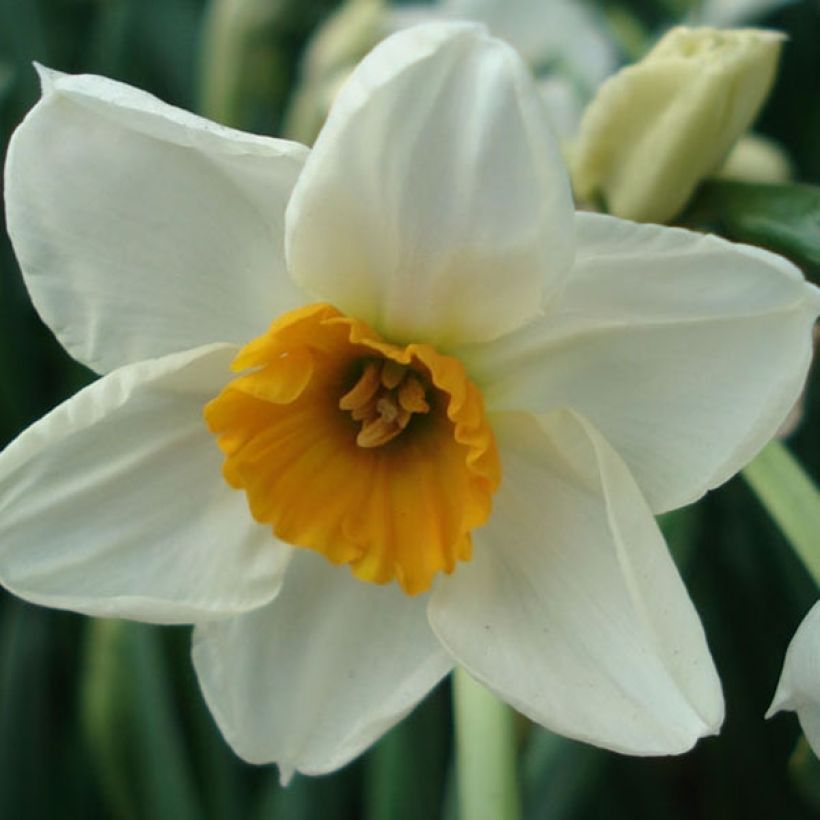 Narcissus tazetta Geranium - Tazetta-narcis (Bloei)