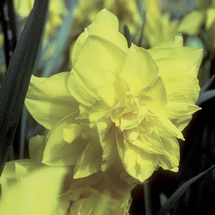 Narcis Golden Ducat - Dubbele narcis (Bloei)