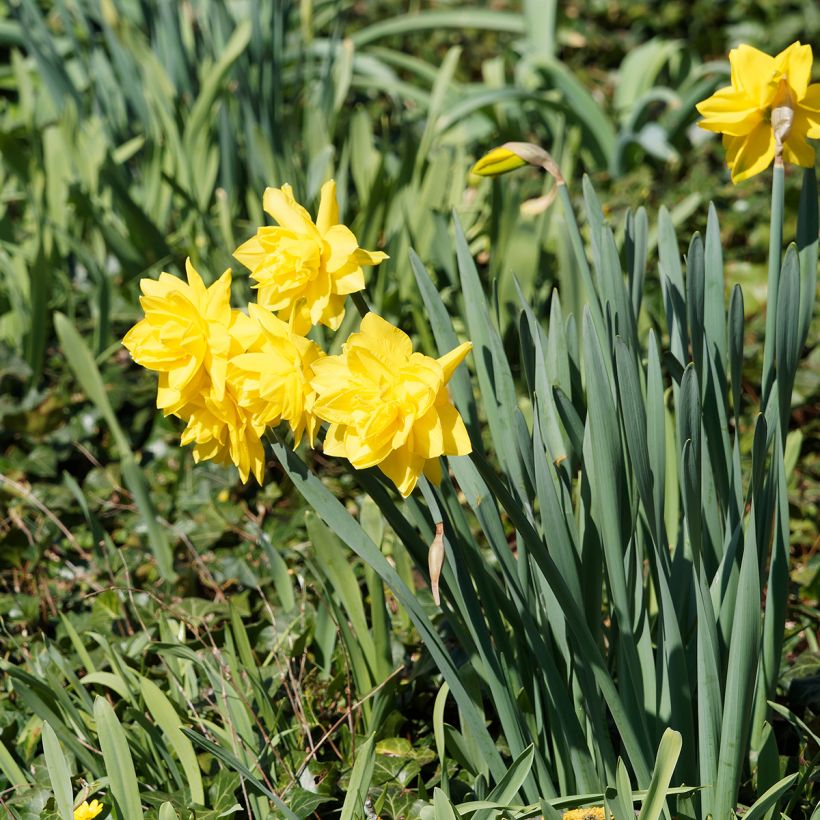 Narcis Golden Ducat - Dubbele narcis (Groeiplaats)