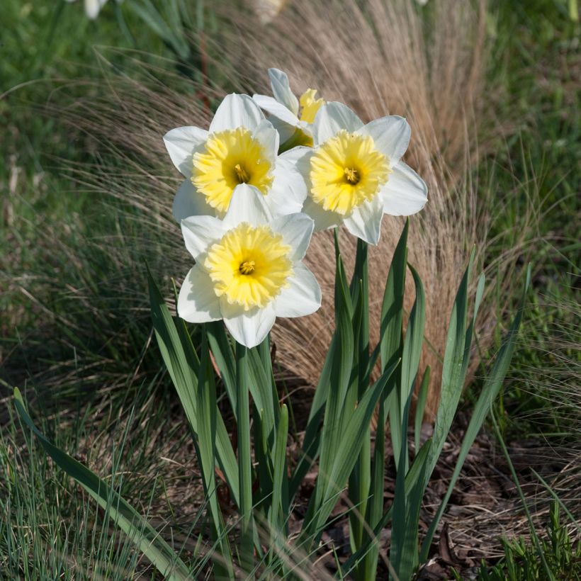 Narcissus Ice Follies - Narcis (Groeiplaats)