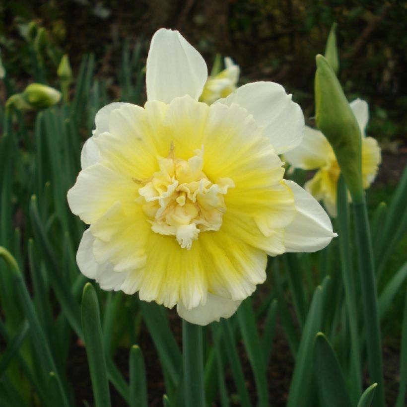 Narcissus Ice King - Dubbele narcis (Bloei)