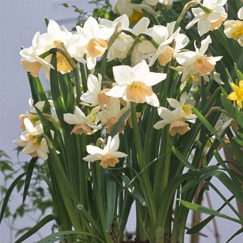 Narcissus Katie Heath - Triandrus-narcis (Groeiplaats)