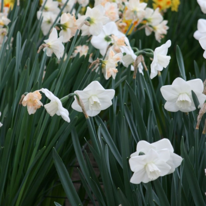 Narcissus Misty Glen - Grootkronige narcis (Groeiplaats)